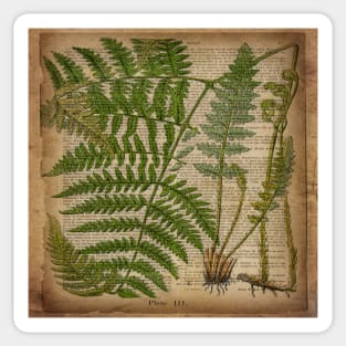 vintage botanical print forest fern leaves Sticker